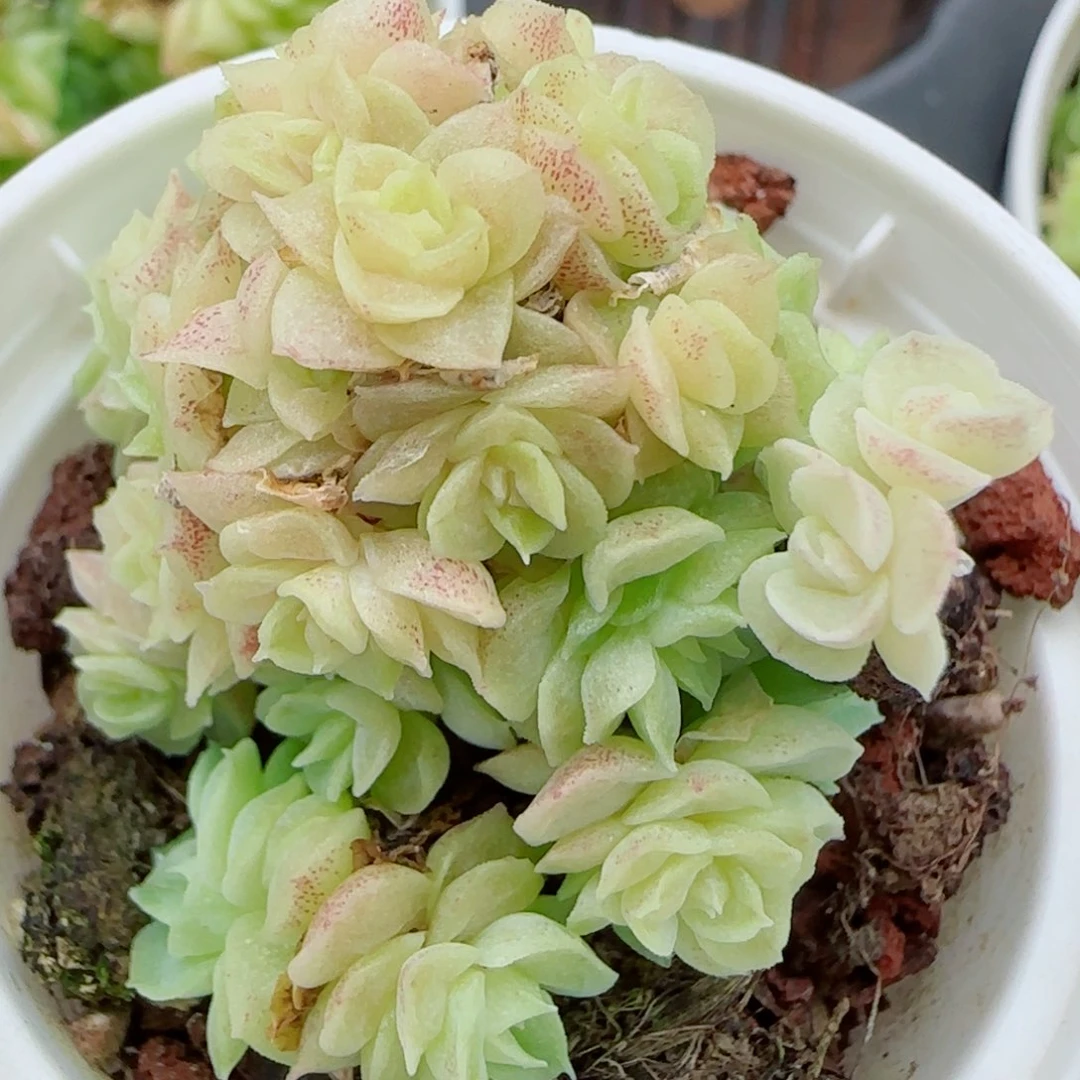 花语逸镜0919-65散