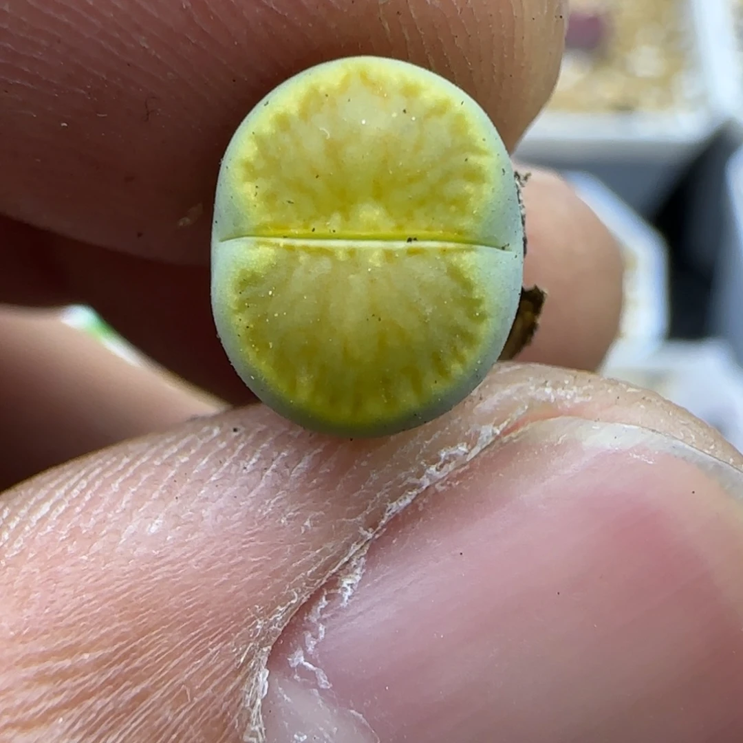 790 生石花大棚直播