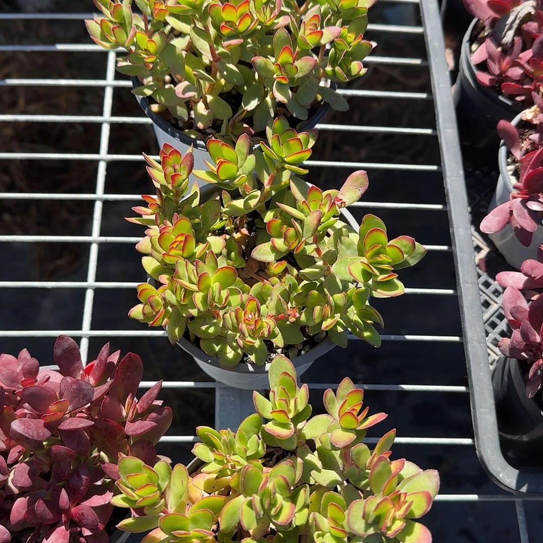 红天狗多肉植物精品