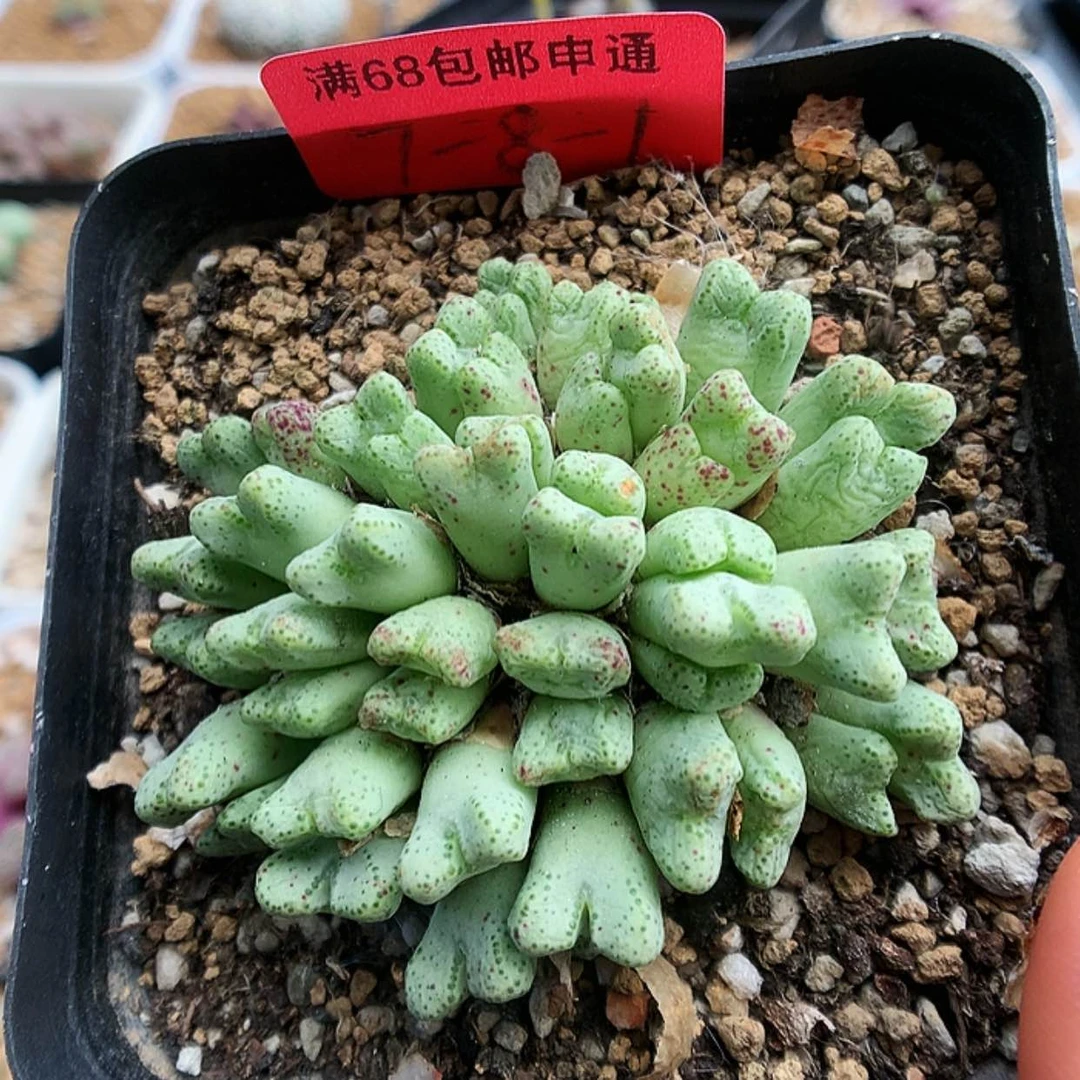 【闪购商品】7-8-1 粉花小t一群