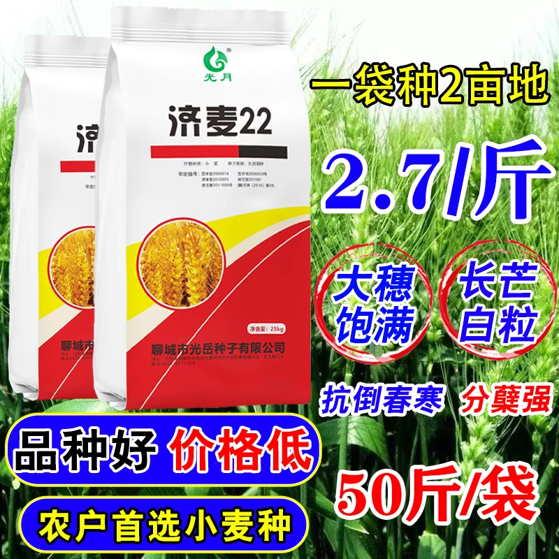 济麦22小麦种子国审种子抗冻抗倒耐阴雨不长芽农科院正品