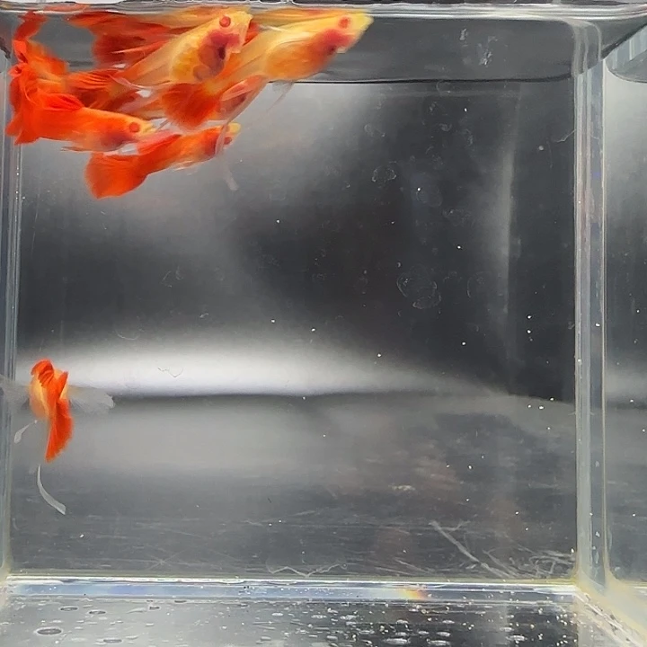 孔雀鱼血红玻璃c 3公4母