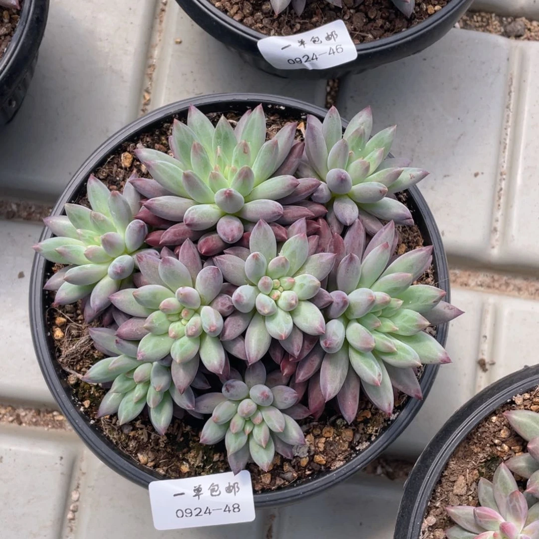 0924-48-虞。。。。。。
