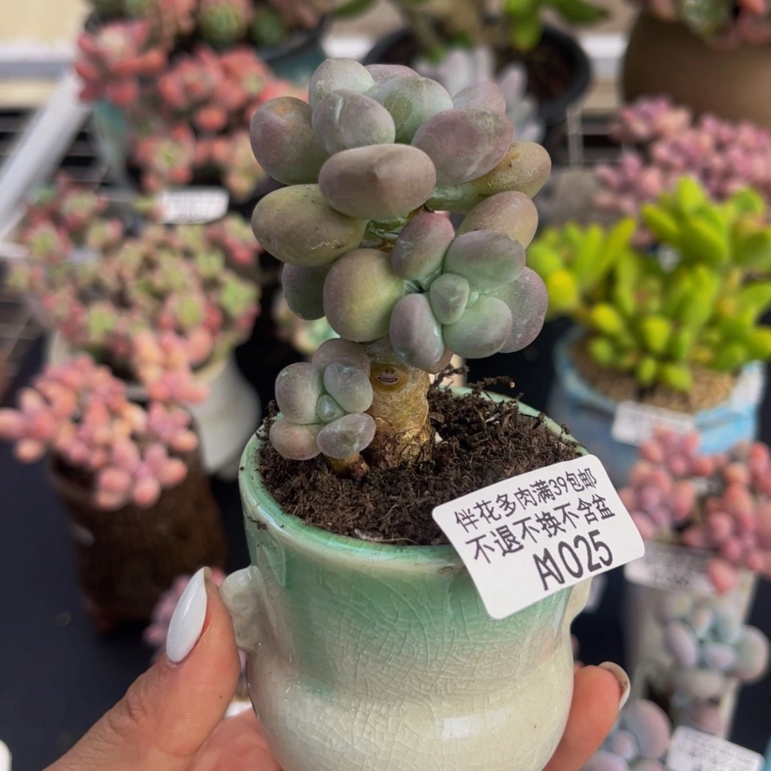 025-月美人多肉3cm