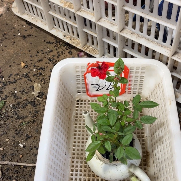 要****无花朵退款拉黑拉黑22