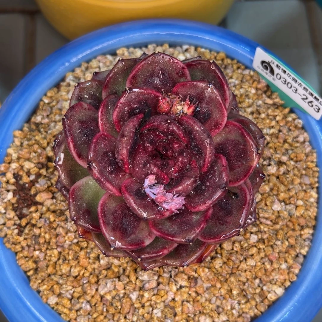 多肉一物一拍0303-263