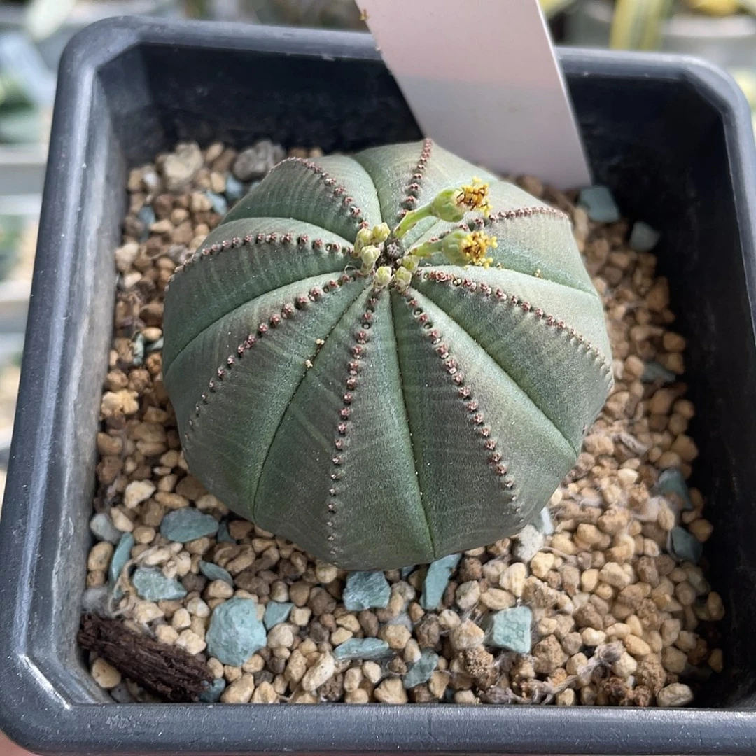 049号脱土发货111