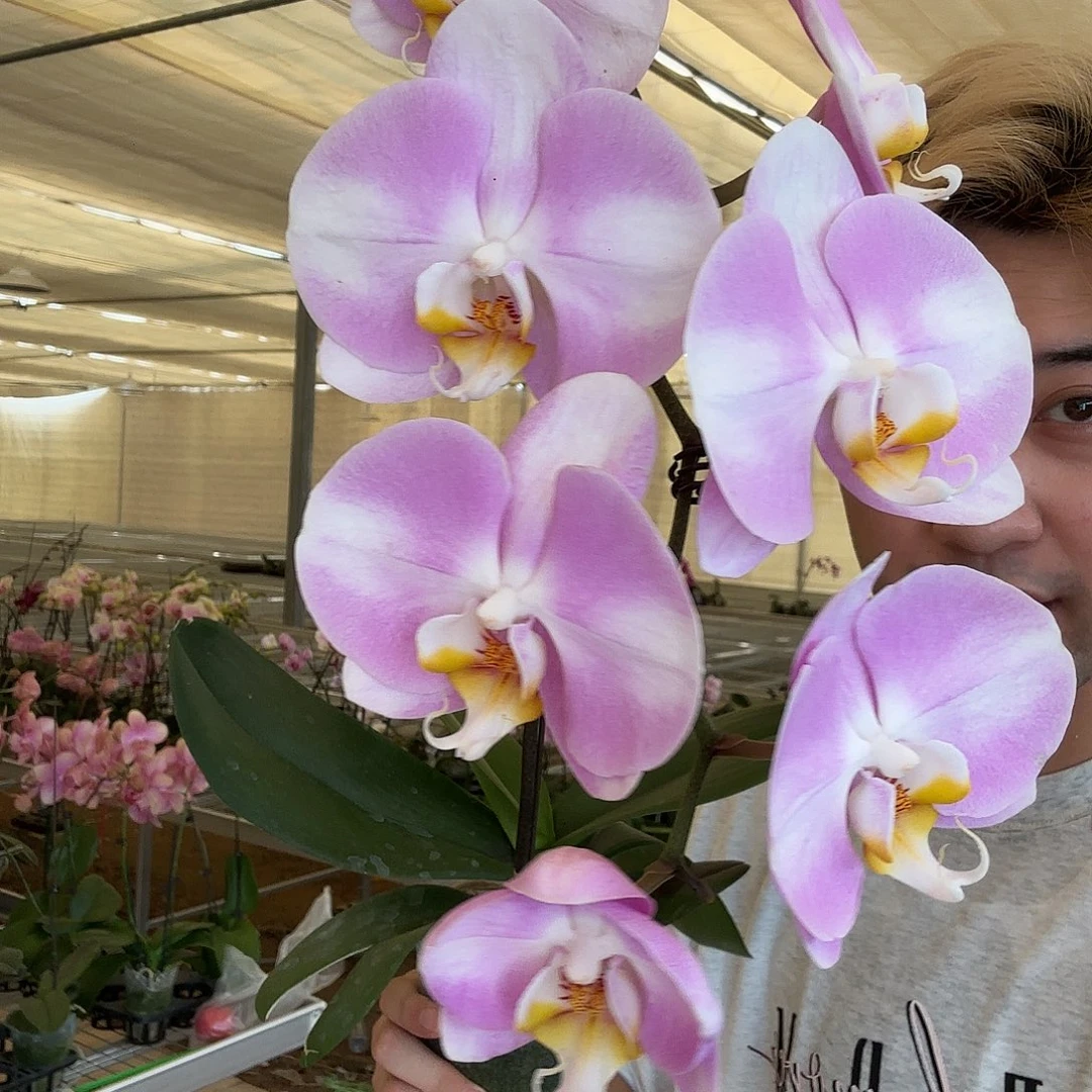 完全开放明星蝴蝶兰