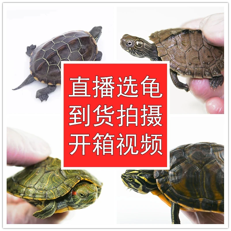 【直播】水体宠物观赏龟