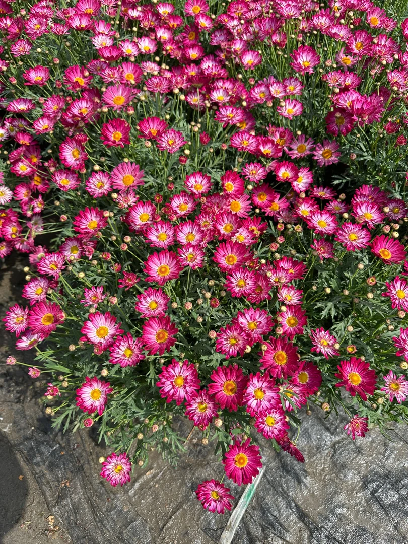 【玛格丽特】露天自然苗盆栽花卉植物室内外客厅阳台四季好种活