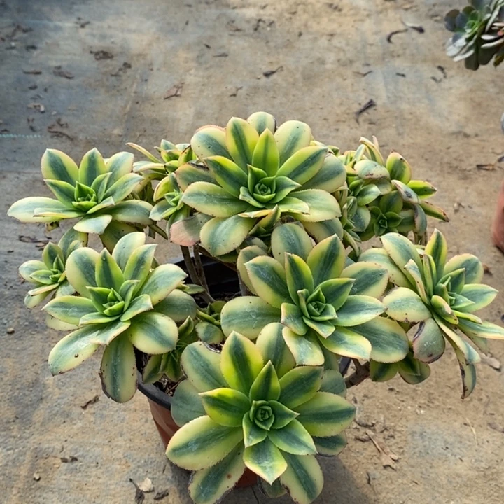 星爆多肉植物94。