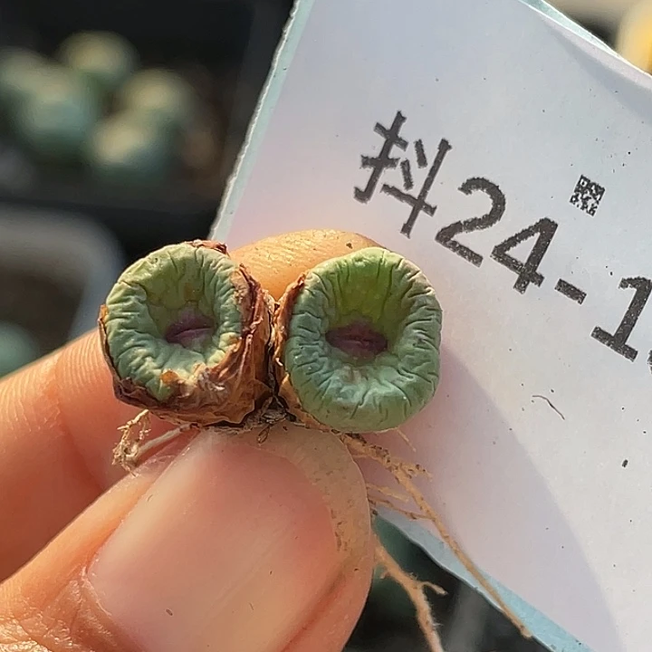 24-139嘴多肉植物