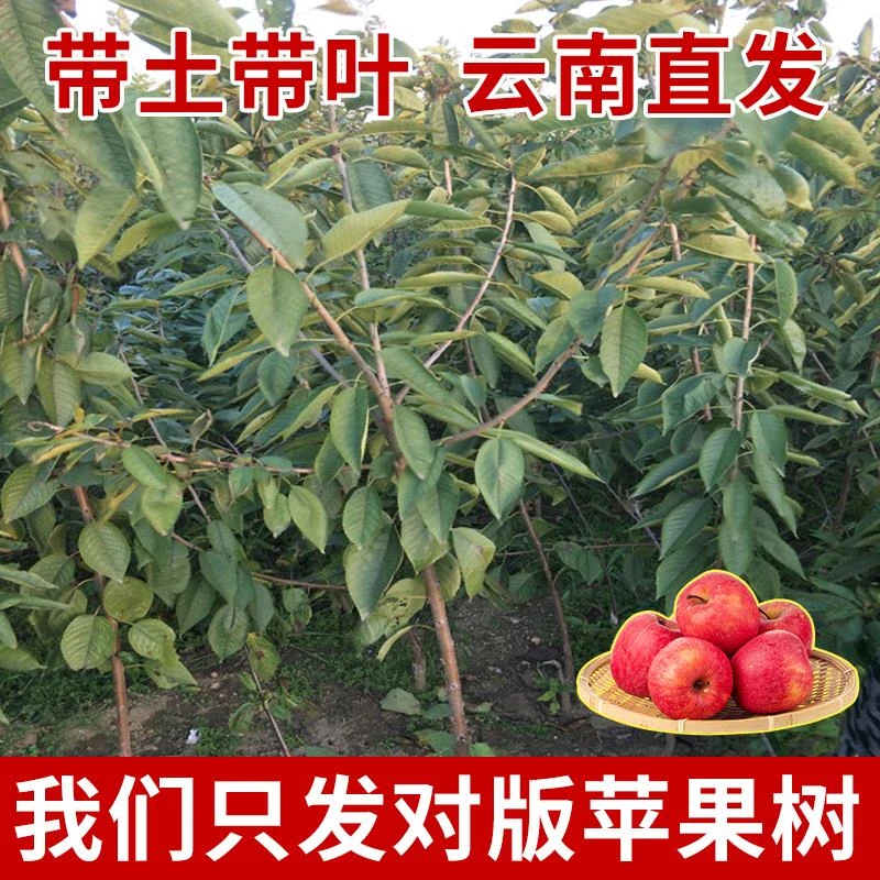 云南红富士脆甜苹果树苗嫁接苹果苗四季种植高产原盆原土易活正宗