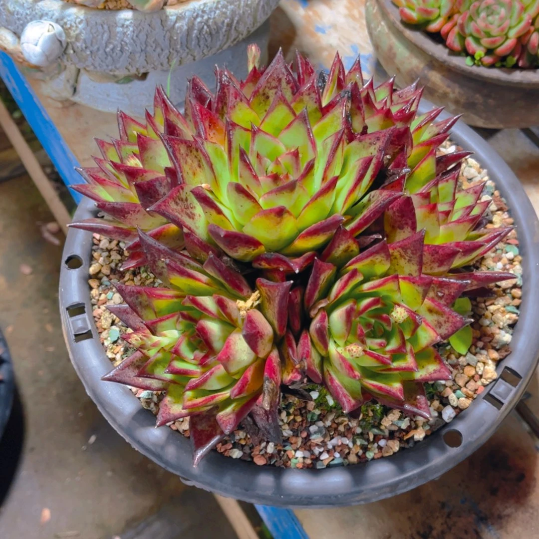 森***＊多肉植物保护研究所所长的