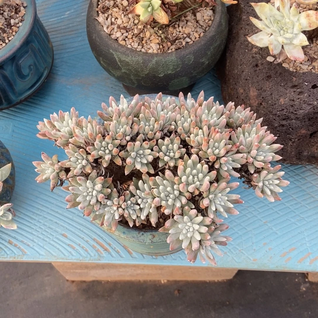白鹭多肉植物啦啦啦