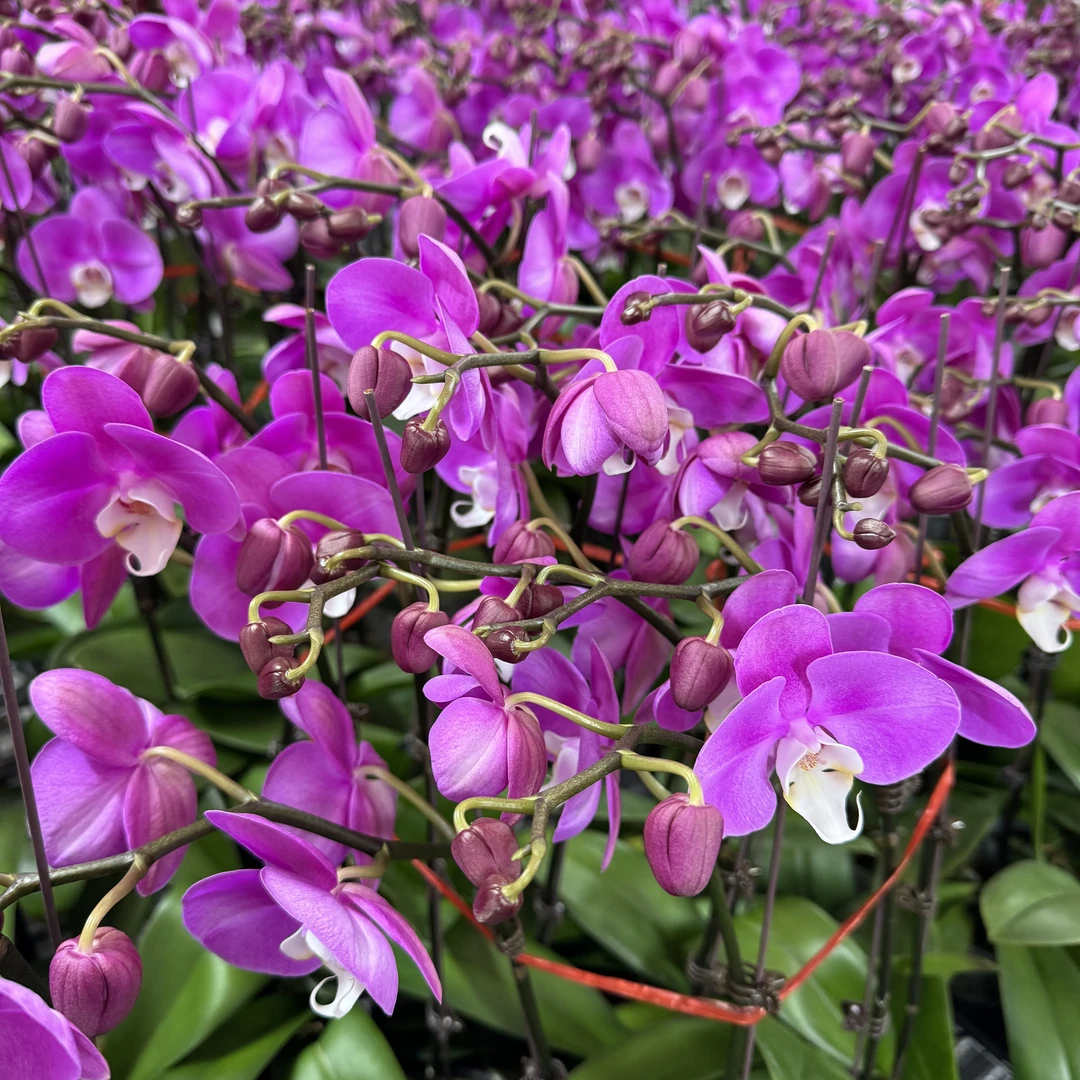 兰博花卉【粉花】带花发货
