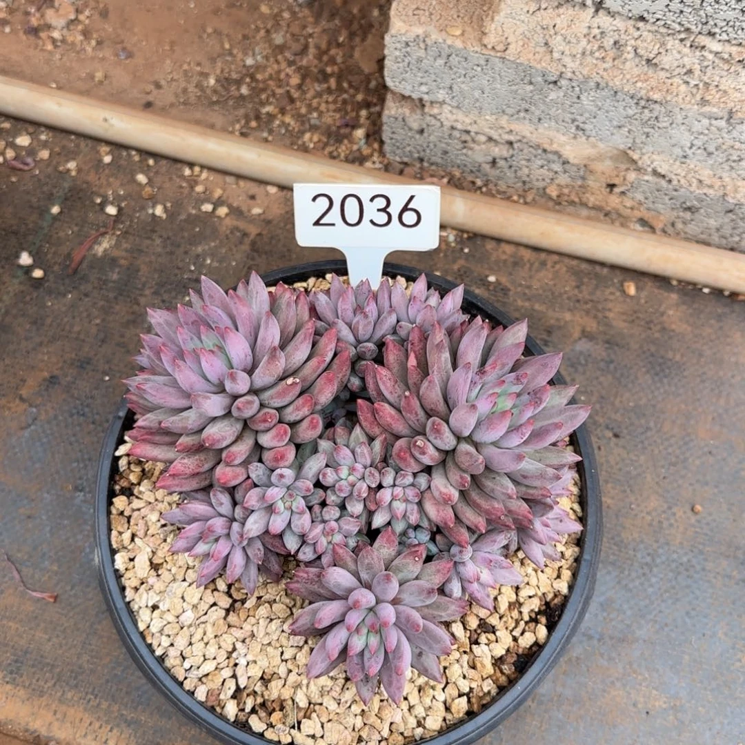 车厘子群。  2036号。