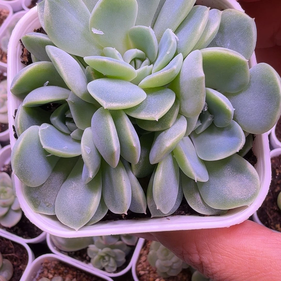 甜心纸鸳叶插苗一物一拍