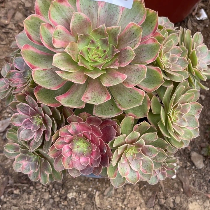 无花朵295多肉植物缤纷秋色