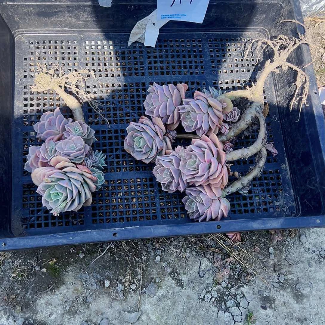 媛*胖a1可爱玫瑰2颗