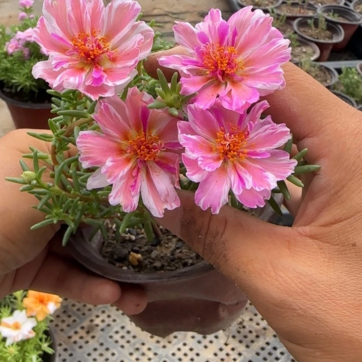 当前无花朵，栽培后可花朵量拍粉黛芙蓉超小苗盆口10cm