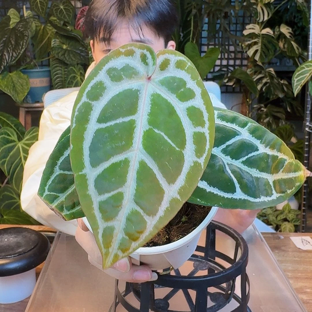 完全开放K147粉柠檬红极品小钻石