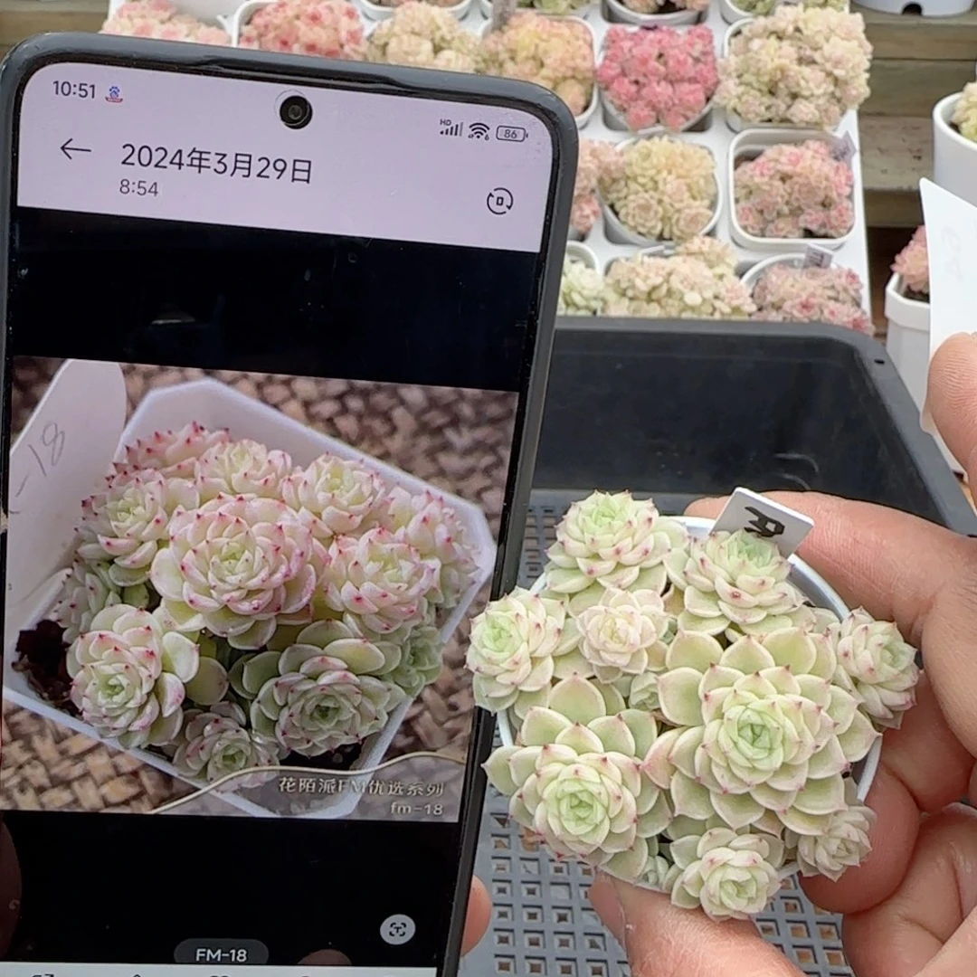 【闪购商品】0203-64（fm-18）