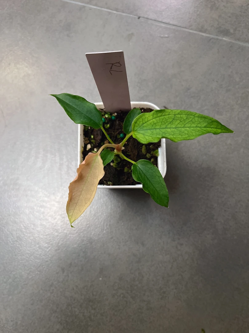 【RL 锦】天南星科 热带植物