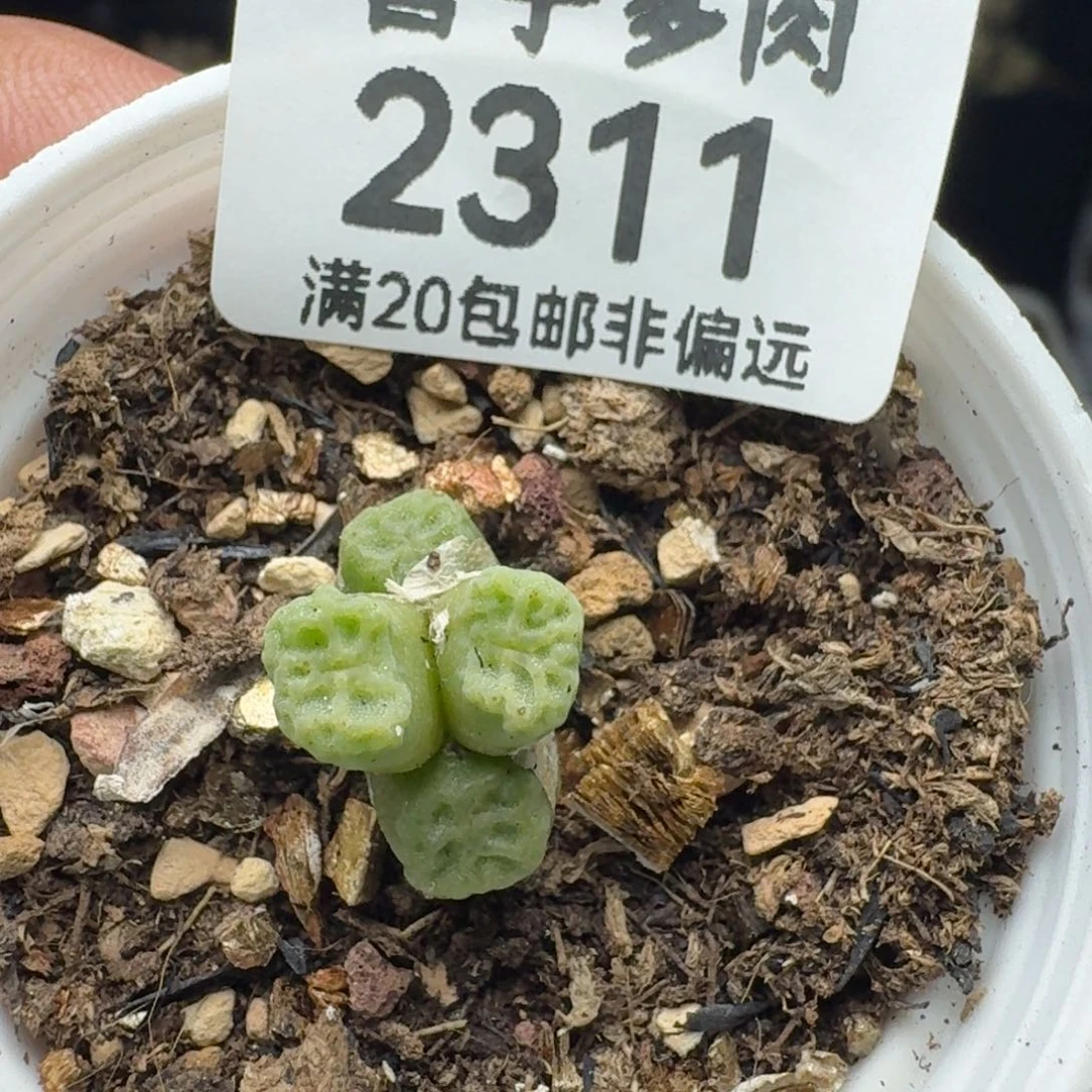 带盆土。