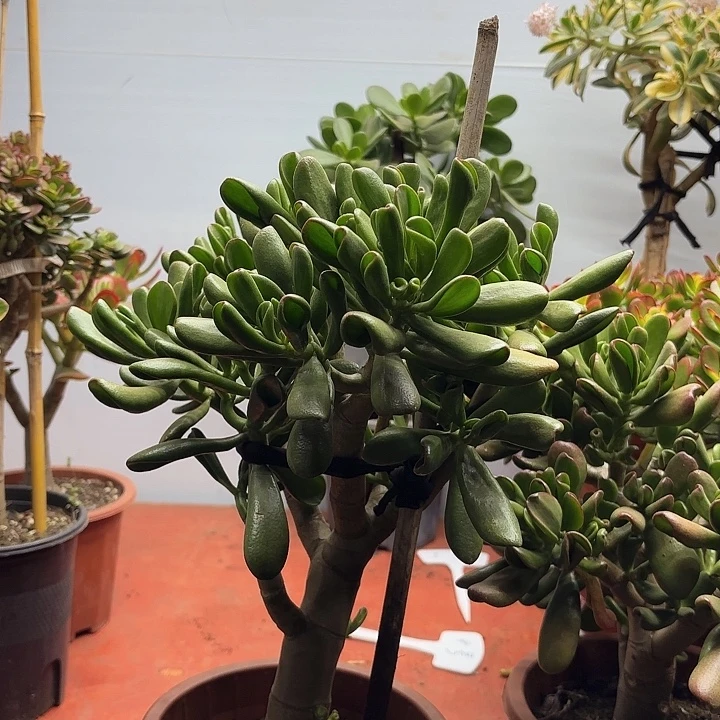 8813大铲吸财树带土球发货