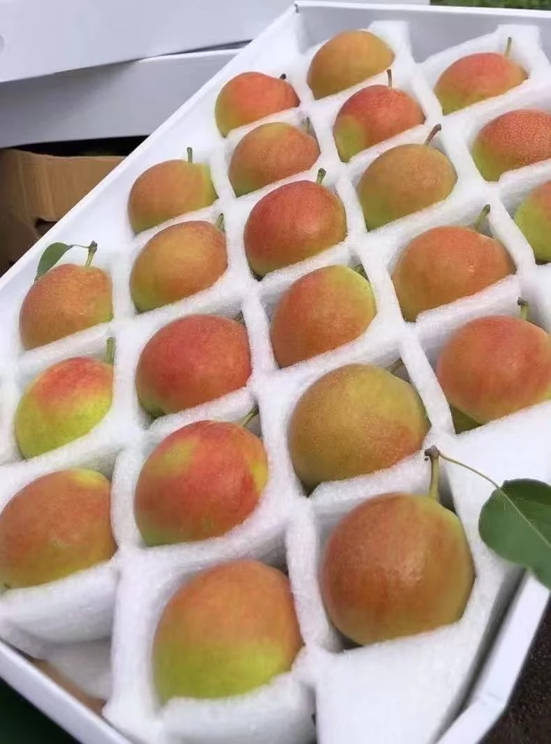 辽宁鞍山特级南果梨正宗香水梨正宗鞍山南果梨梨子