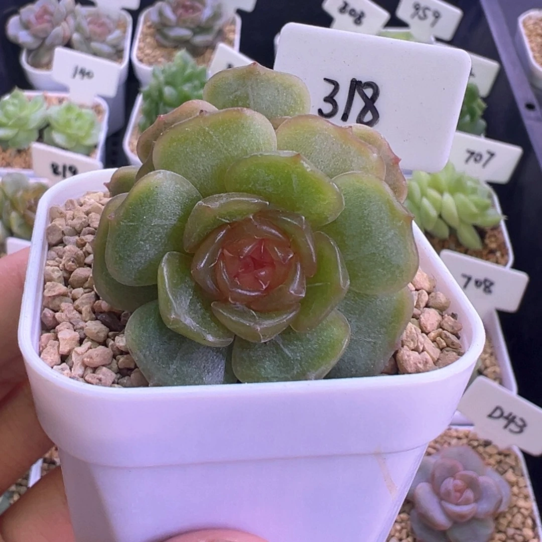 318号彩恋 晗雨多肉
