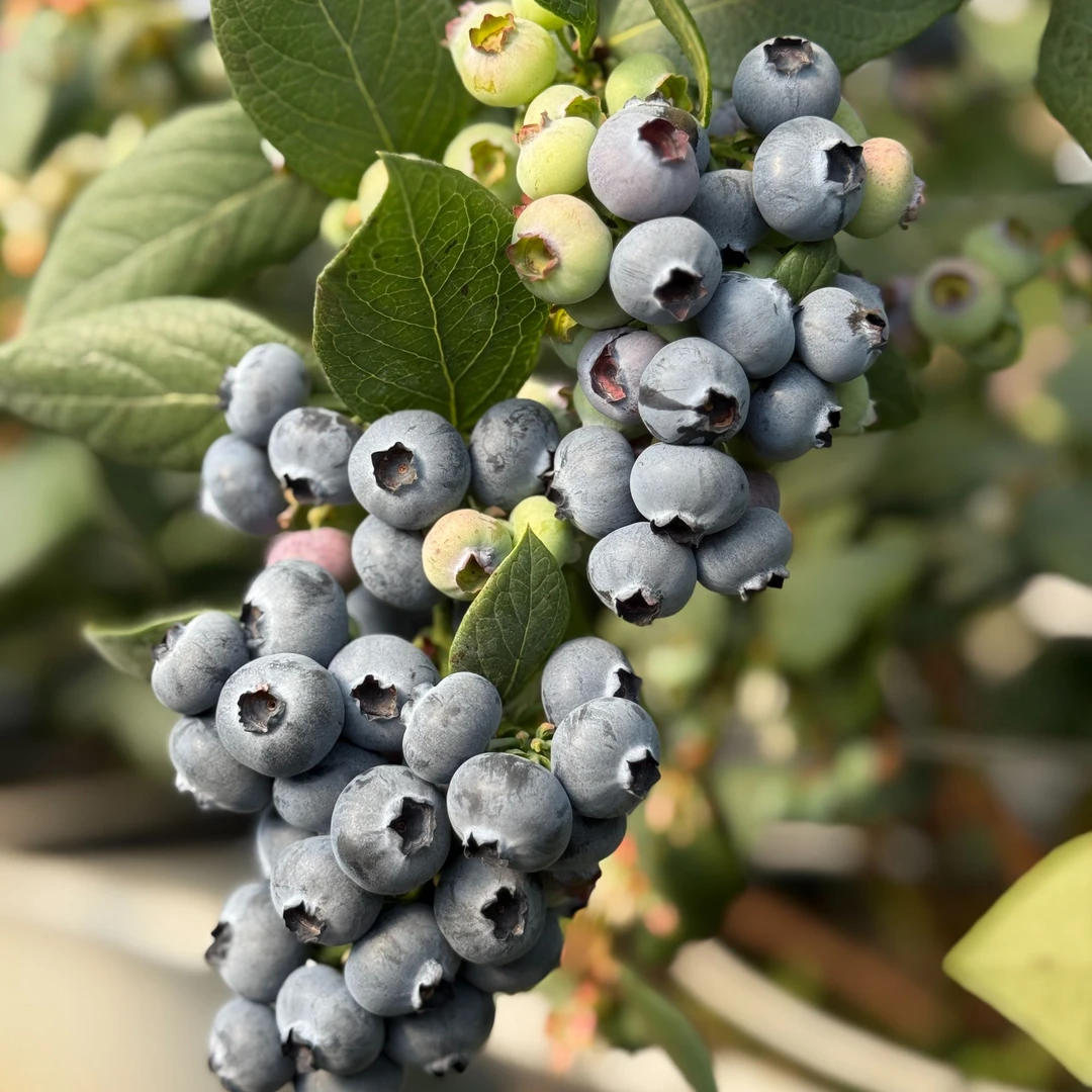 【珊妹专属】2025年新鲜高山现摘花香蓝莓脆甜爽口顺丰包邮