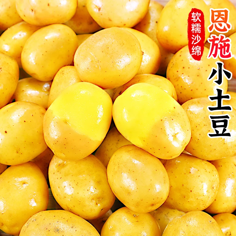 【皮薄粉糯】恩施小土豆3-9斤湖北黄心土豆迷你马铃薯洋芋新鲜蔬菜