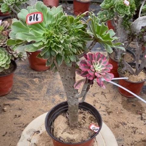 原始绿缀一物一拍