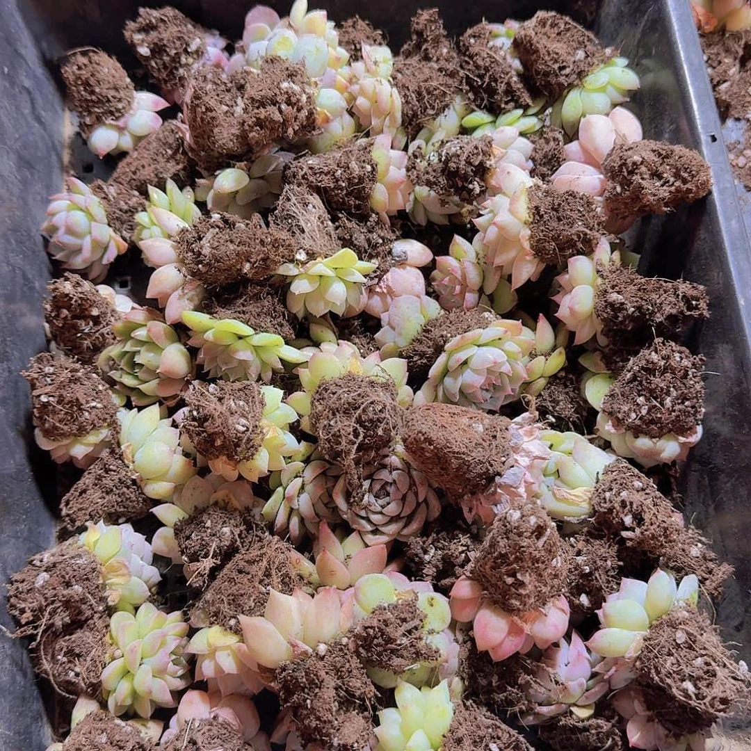 直播福利一物一拍63