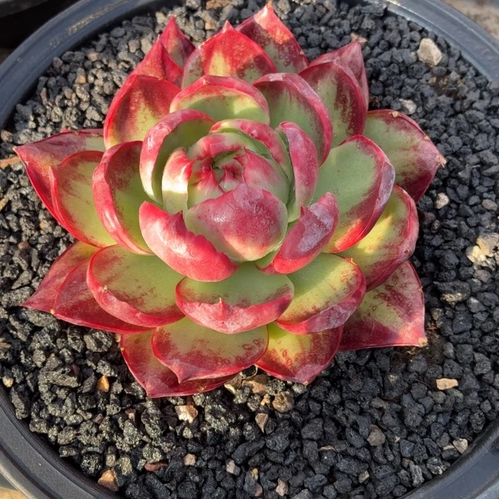 知***福多肉植物惊鸿仙子