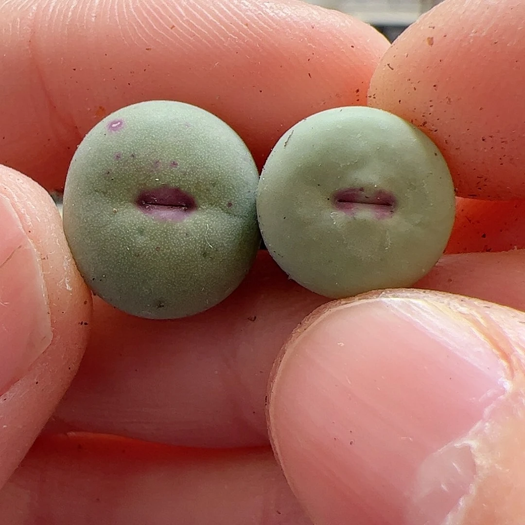 【闪购商品】210 福利