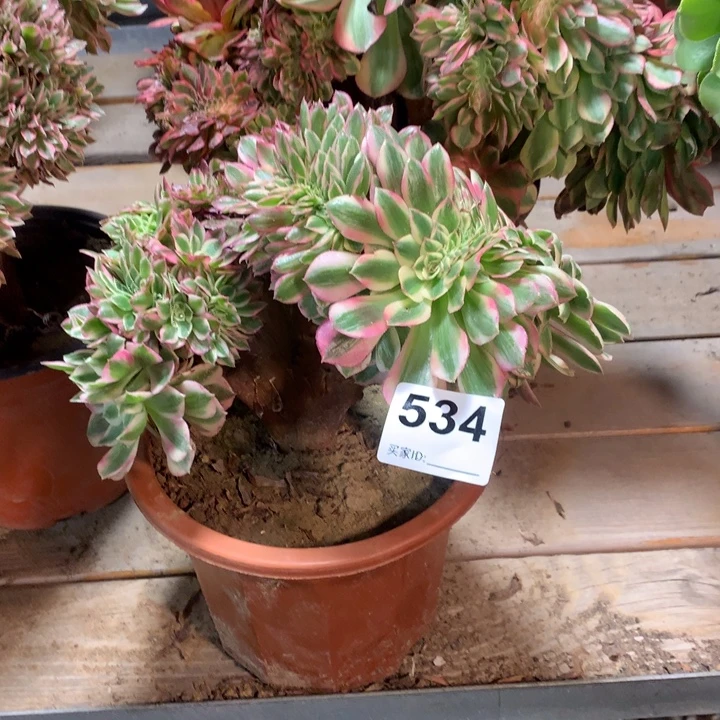 534倾城缀多肉法师