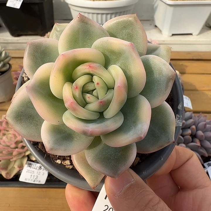 伊丽莎白锦111123-136