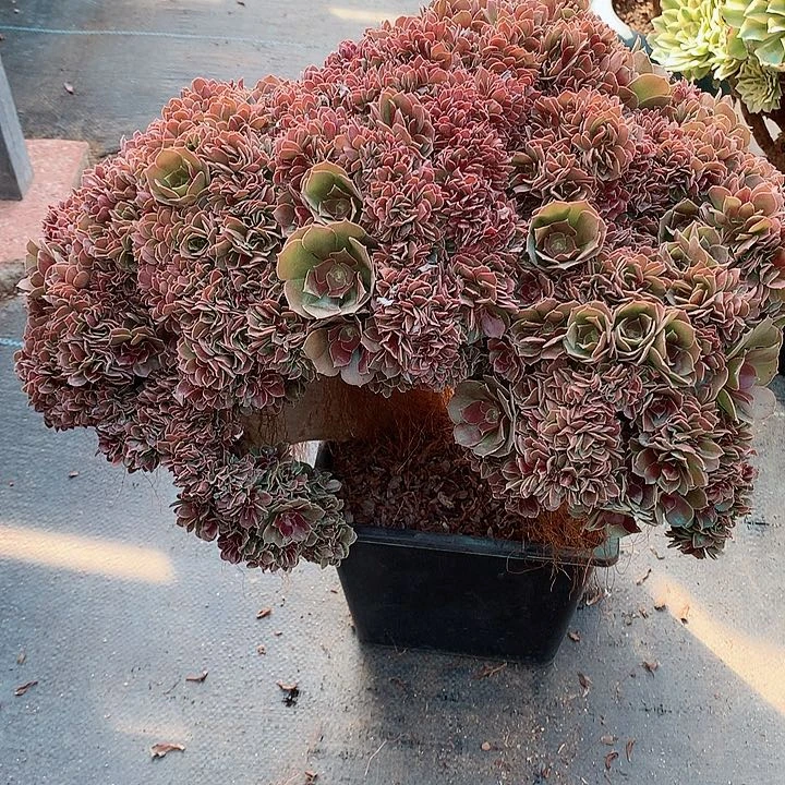 玫瑰朵朵脱土发货