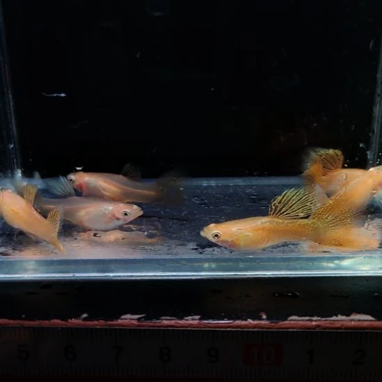孔雀鱼黄化黄蕾丝三对
