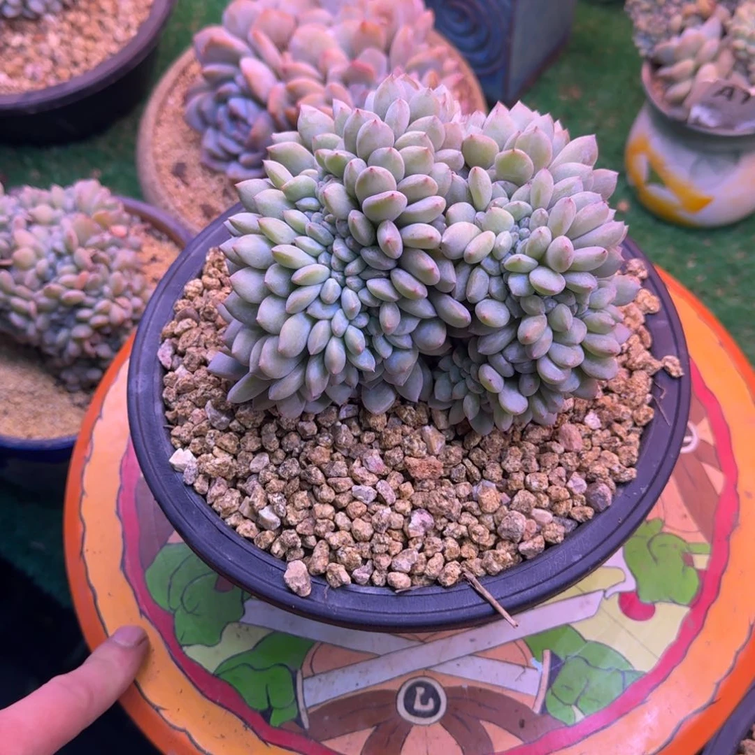 星影缀化无砍多肉