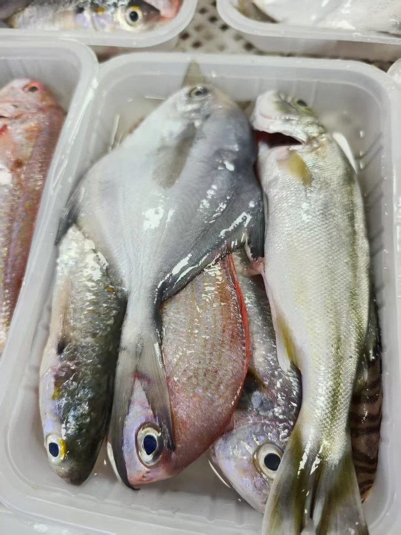 东山岛新鲜海捕杂鱼多种鱼类搭配原产地直供