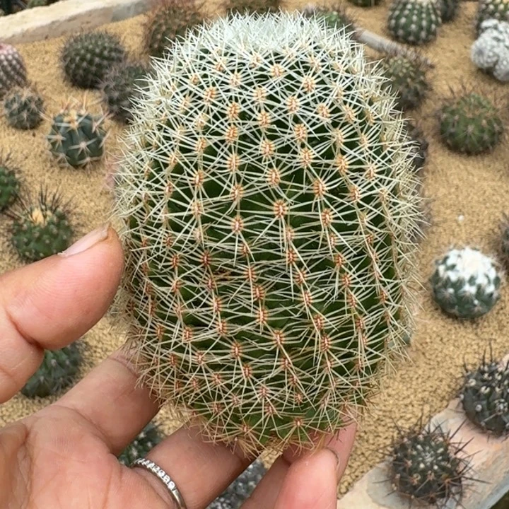仙人球，白豹丸，有根