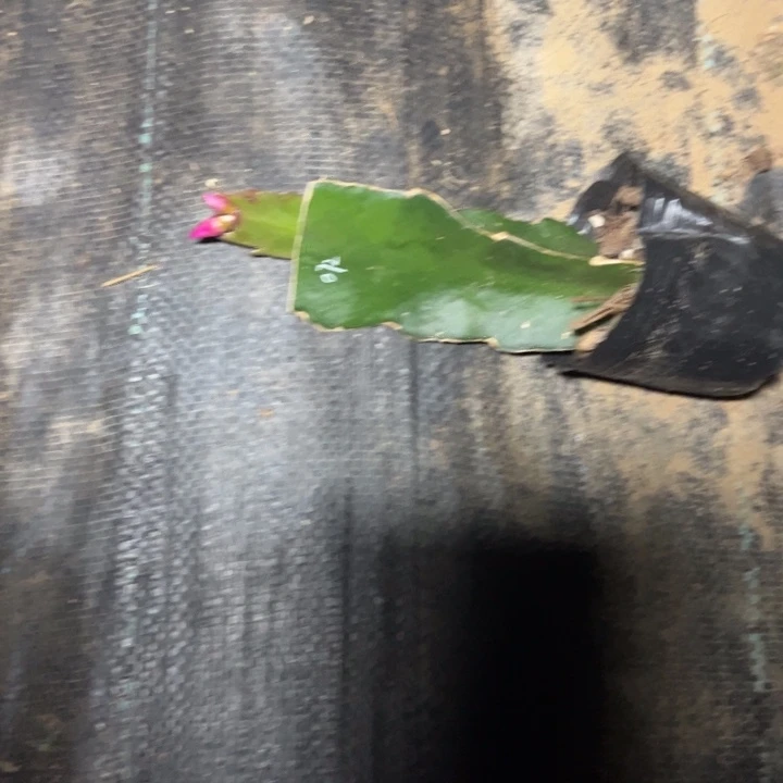 落***叶白蕾神嫁接多叶片小苗一颗25
