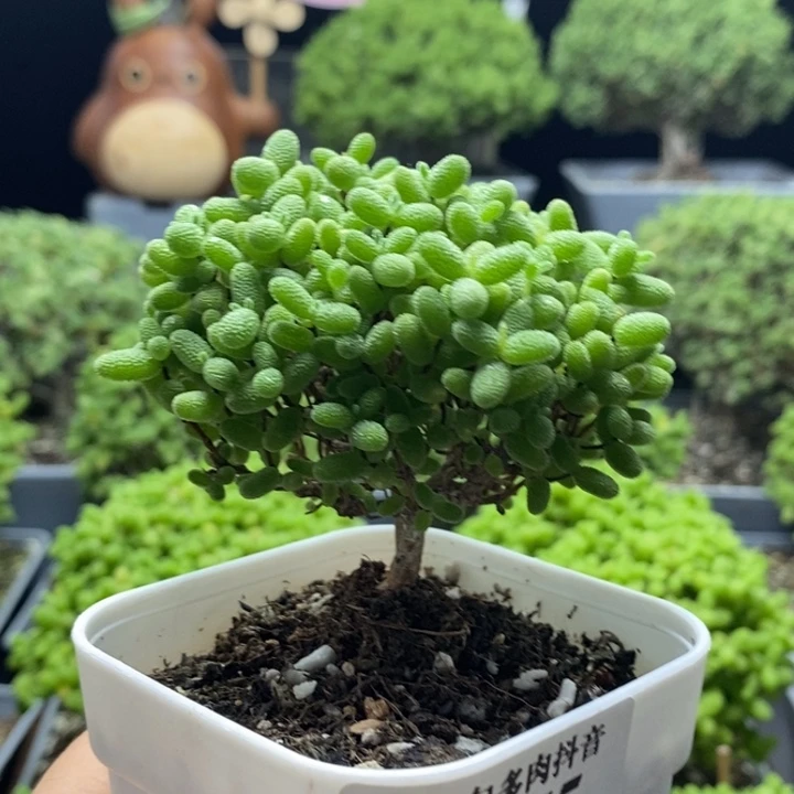 蜜橘糖球7975枝干番杏