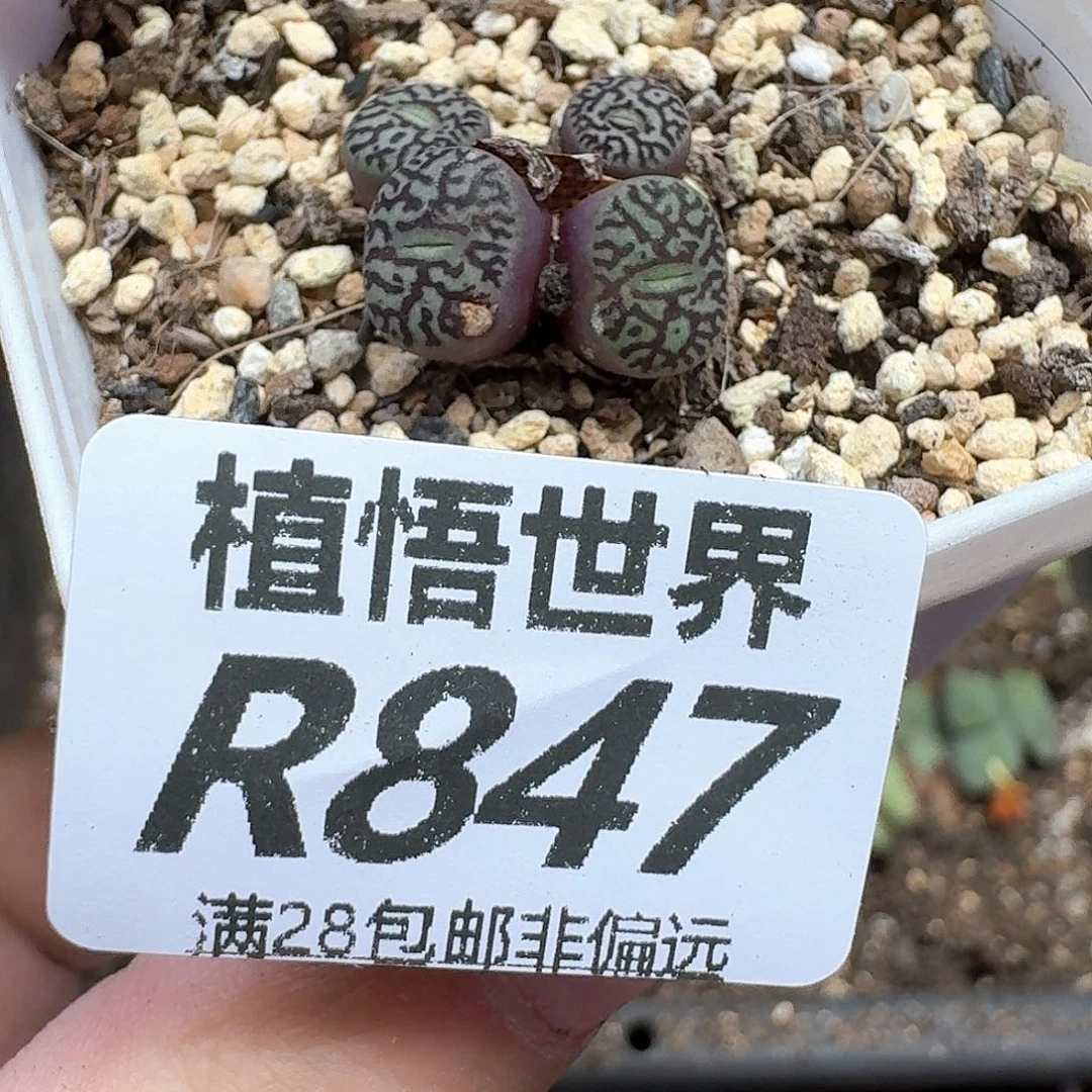 多肉植物的润泽无法
