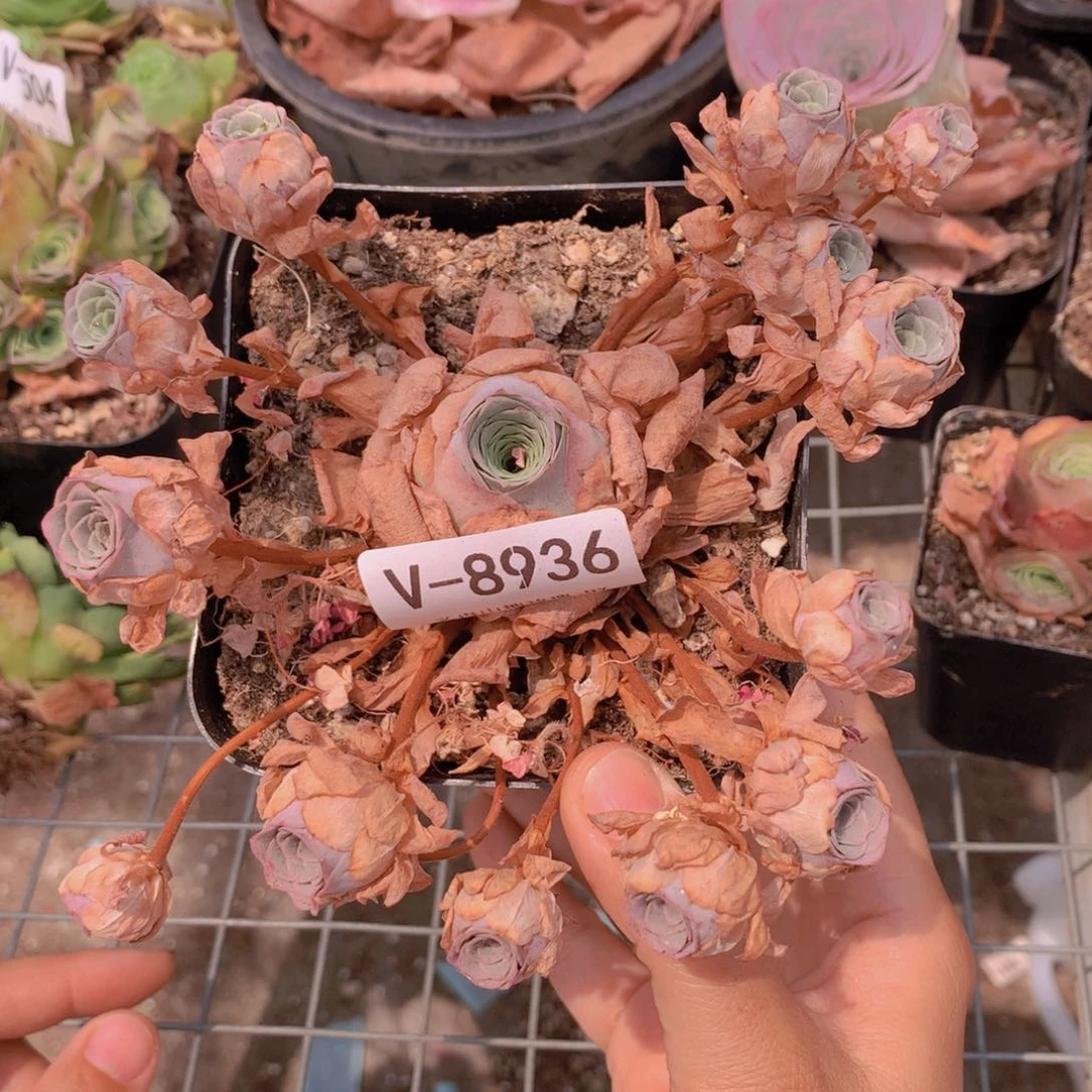 8936洛可可会掉侧芽vb b