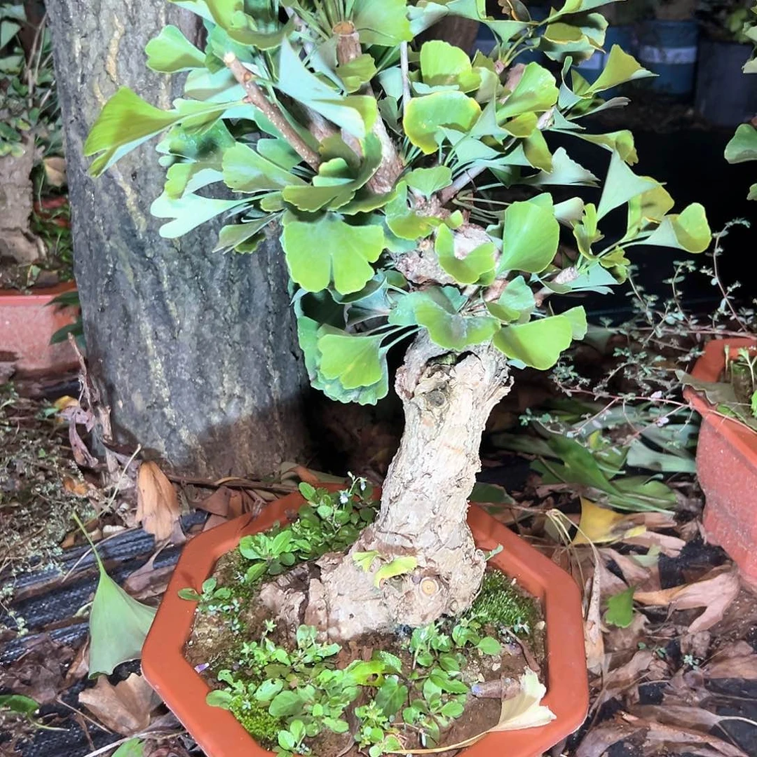 灵***L无花朵银杏盆景带盆发货